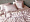 Set Exclusive Modal Delicate Rose 3696753
