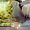 HEFEL Tencel noblesateen Honeymoon 3709814